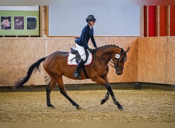 Zwitsers warmbloed, Merrie, 4 Jaar, 161 cm, Bruin