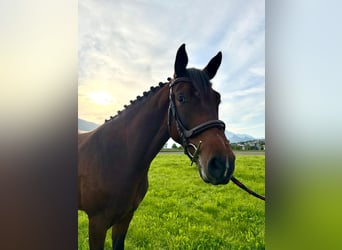 Zwitsers warmbloed, Merrie, 4 Jaar, 163 cm, Bruin