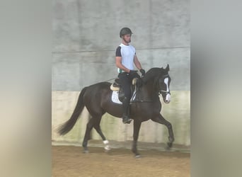 Zwitsers warmbloed, Merrie, 4 Jaar, 163 cm, Donkerbruin