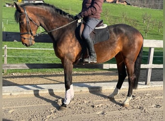 Zwitsers warmbloed, Merrie, 5 Jaar, 170 cm, Bruin