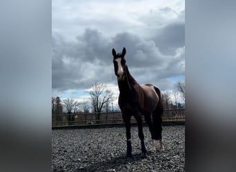 Zwitsers warmbloed, Merrie, 6 Jaar, 165 cm, Bruin