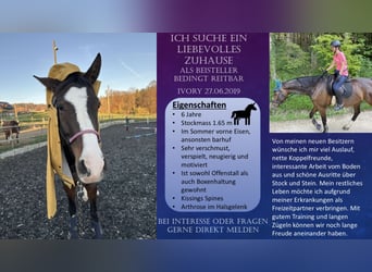 Zwitsers warmbloed, Merrie, 6 Jaar, 165 cm, Bruin