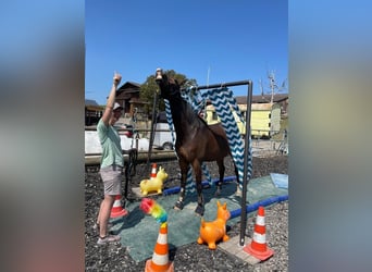 Zwitsers warmbloed, Merrie, 6 Jaar, 165 cm, Bruin