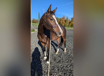 Zwitsers warmbloed, Merrie, 6 Jaar, 165 cm, Bruin