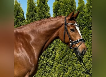 Zwitsers warmbloed, Merrie, 7 Jaar, 166 cm, Vos