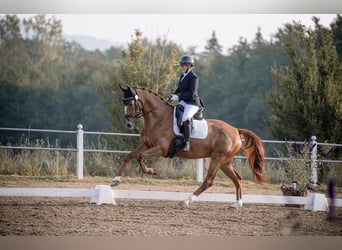 Zwitsers warmbloed, Merrie, 7 Jaar, 166 cm, Vos