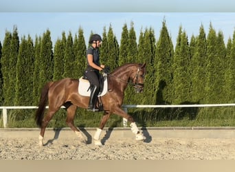 Zwitsers warmbloed, Merrie, 7 Jaar, 166 cm, Vos