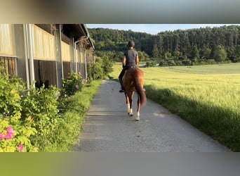 Zwitsers warmbloed, Merrie, 7 Jaar, 166 cm, Vos