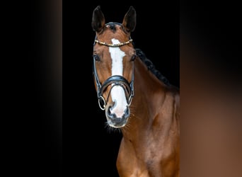 Zwitsers warmbloed, Merrie, 7 Jaar, 168 cm, Bruin