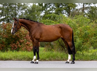 Zwitsers warmbloed, Merrie, 7 Jaar, 168 cm, Bruin