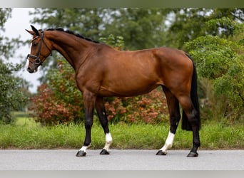 Zwitsers warmbloed, Merrie, 7 Jaar, 168 cm, Bruin
