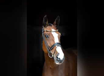 Zwitsers warmbloed, Merrie, 7 Jaar, 168 cm, Bruin