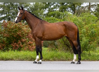 Zwitsers warmbloed, Merrie, 7 Jaar, 168 cm, Bruin