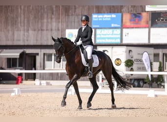 Zwitsers warmbloed, Merrie, 7 Jaar, 175 cm, Zwartbruin