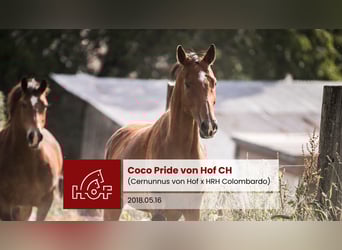 Zwitsers warmbloed, Merrie, 7 Jaar, Bruin