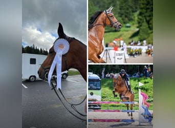Zwitsers warmbloed, Merrie, 8 Jaar, 172 cm, Bruin