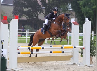 Zwitsers warmbloed, Merrie, 9 Jaar, 164 cm, Brauner