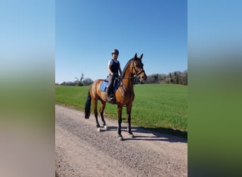Zwitsers warmbloed, Merrie, 9 Jaar, 164 cm, Brauner