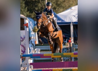 Zwitsers warmbloed, Merrie, 9 Jaar, 164 cm, Brauner