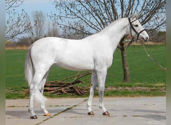 Zwitsers warmbloed, Merrie, 9 Jaar, 169 cm, Schimmel