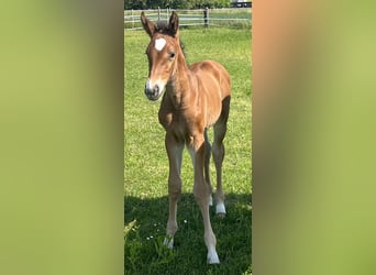 Zwitsers warmbloed, Merrie, , Bruin