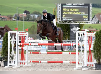 Zwitsers warmbloed, Ruin, 10 Jaar, 165 cm, Bruin