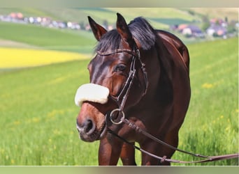 Zwitsers warmbloed, Ruin, 12 Jaar, 165 cm, Bruin