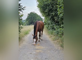 Zwitsers warmbloed, Ruin, 12 Jaar, 167 cm, Roodbruin