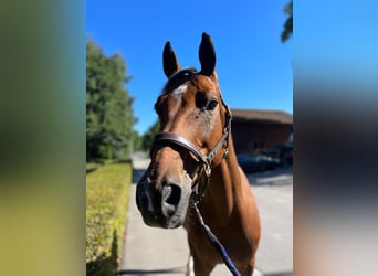 Schweizer Warmblut, Wallach, 14 Jahre, 165 cm, Brauner