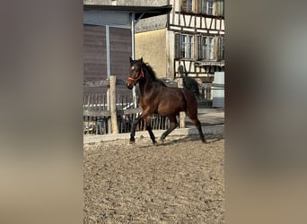 Zwitsers warmbloed, Ruin, 3 Jaar, 163 cm, Bruin