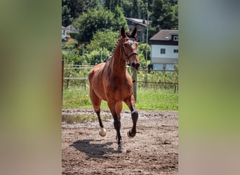 Zwitsers warmbloed, Ruin, 3 Jaar, 170 cm, Bruin