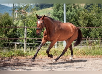 Zwitsers warmbloed, Ruin, 3 Jaar, 170 cm, Bruin