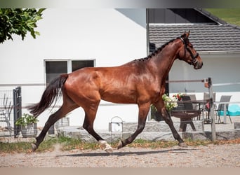 Zwitsers warmbloed, Ruin, 3 Jaar, 170 cm, Bruin