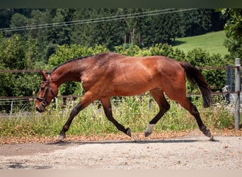 Zwitsers warmbloed, Ruin, 3 Jaar, 170 cm, Bruin