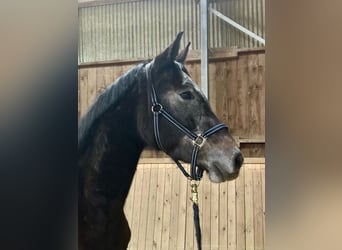 Zwitsers warmbloed, Ruin, 3 Jaar, 170 cm, Schimmel