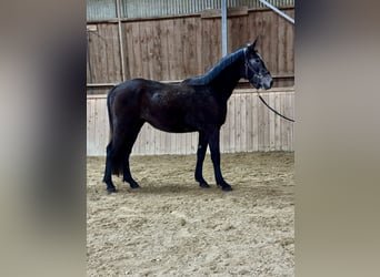 Zwitsers warmbloed, Ruin, 3 Jaar, 170 cm, Schimmel