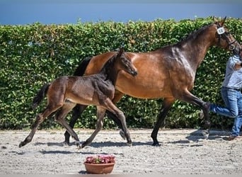 Zwitsers warmbloed, Ruin, 3 Jaar, Donkerbruin