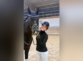 Zwitsers warmbloed, Ruin, 4 Jaar, 166 cm, Zwart