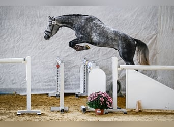 Zwitsers warmbloed, Ruin, 4 Jaar, 168 cm, Schimmel