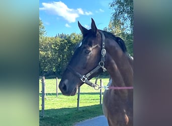 Zwitsers warmbloed, Ruin, 4 Jaar, 171 cm, Donkerbruin