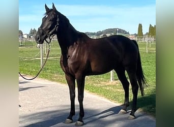 Zwitsers warmbloed, Ruin, 4 Jaar, 171 cm, Donkerbruin