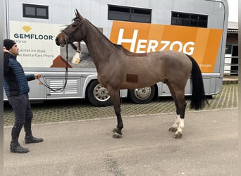 Zwitsers warmbloed, Ruin, 5 Jaar, 169 cm, Bruin