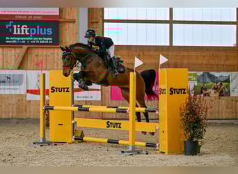 Zwitsers warmbloed, Ruin, 5 Jaar, Bruin