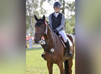 Zwitsers warmbloed, Ruin, 5 Jaar