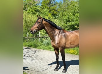 Zwitsers warmbloed, Ruin, 6 Jaar, 170 cm, Bruin