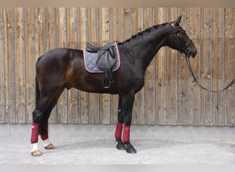Zwitsers warmbloed, Ruin, 6 Jaar, 185 cm, Donkerbruin
