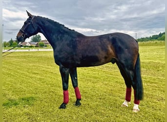Zwitsers warmbloed, Ruin, 6 Jaar, 185 cm, Donkerbruin