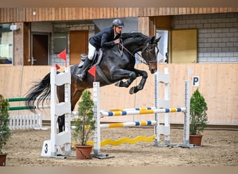 Zwitsers warmbloed, Ruin, 6 Jaar, 185 cm, Donkerbruin