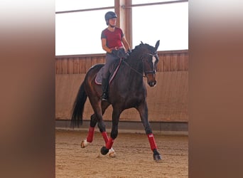 Zwitsers warmbloed, Ruin, 6 Jaar, 185 cm, Donkerbruin