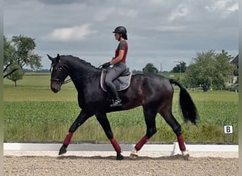 Zwitsers warmbloed, Ruin, 6 Jaar, 185 cm, Donkerbruin